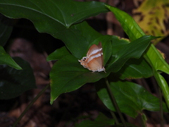 Abisara savitri