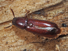Corticeus