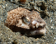 Brachysomophis crocodilinus