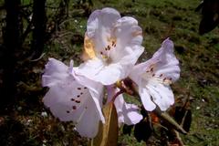 Rhododendron campanulatum