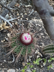 Melocactus ernestii