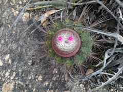 Melocactus ernestii