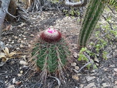 Melocactus ernestii