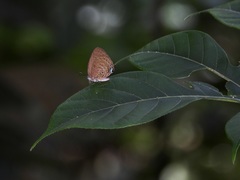 Arhopala amphimuta