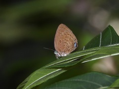 Arhopala amphimuta