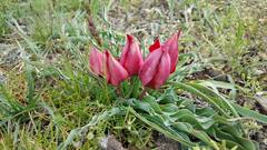 Tulipa