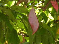 Saraca