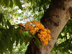 Saraca