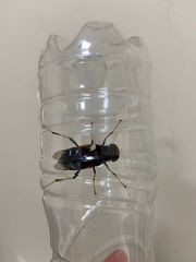 Pantophthalmus pictus