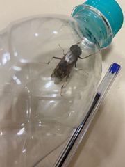 Pantophthalmus pictus