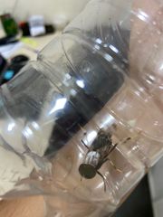 Pantophthalmus pictus