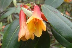 Rhododendron cinnabarinum
