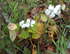 Lunaria annua