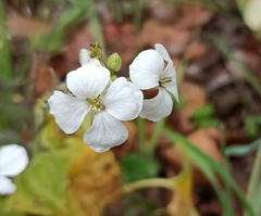 Lunaria annua