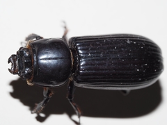 Aulacocyclus