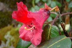 Rhododendron thomsonii