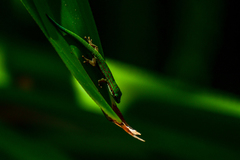 Phelsuma cepediana