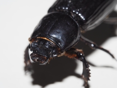 Aulacocyclus