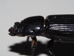 Aulacocyclus