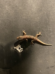 Hemidactylus murrayi