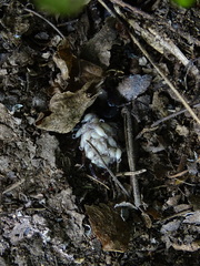 Euscorpius solegladi