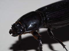 Aulacocyclus