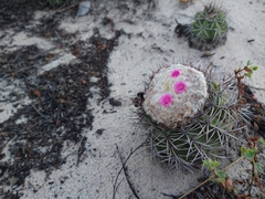 Melocactus violaceus violaceus
