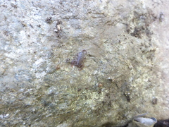 Euscorpius solegladi