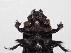 Aulacocyclus