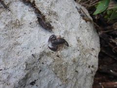 Euscorpius solegladi