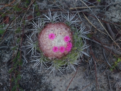 Melocactus violaceus violaceus