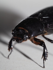 Aulacocyclus