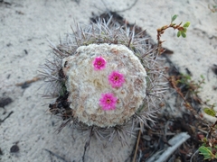 Melocactus violaceus violaceus