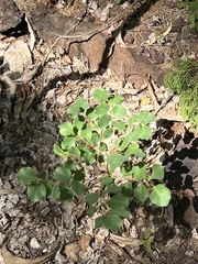 Erythrophleum chlorostachys