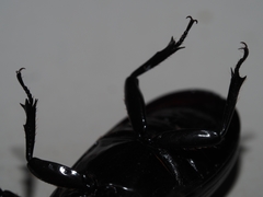 Aulacocyclus