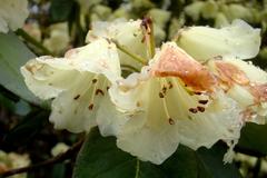 Rhododendron wightii