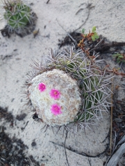 Melocactus violaceus violaceus