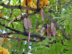 Saraca