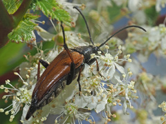 Pedostrangalia pubescens