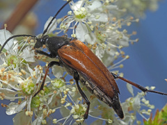 Pedostrangalia pubescens