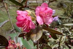 Rhododendron wallichii