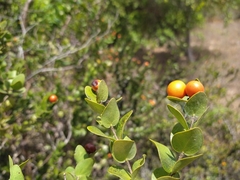 Strychnos parvifolia