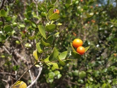 Strychnos parvifolia