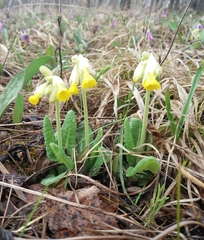 Primula veris macrocalyx