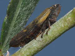 Omalophora pectoralis