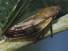 Omalophora pectoralis