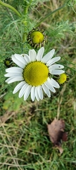 Tripleurospermum