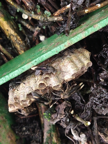 Mischocyttarus socialis
