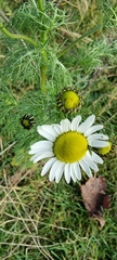 Tripleurospermum