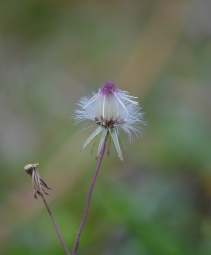 Emilia sonchifolia iNat (3)